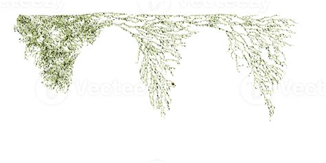 Beautiful Ivy Green And Flower 41642357 Png
