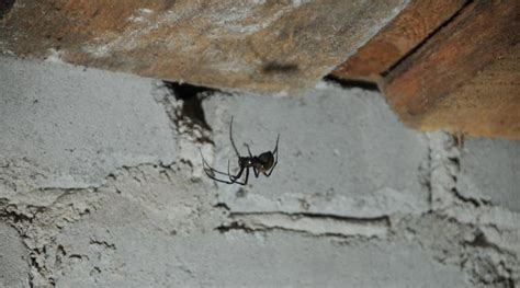 How Do I Get Rid Of Spiders In My Basement Storables