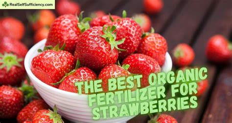 The Best Organic Fertilizer For Strawberries How To Fertilize