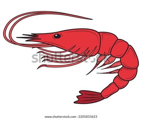 Red Boiled Prawns Tiger Prawns Isolated Stock Vector Royalty Free