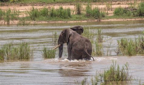 African Elephant Isolated In The Okavango Delta Stock Image Image Of