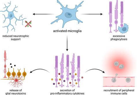 Frontiers Targeting Microglia To Treat Degenerative Eye Diseases