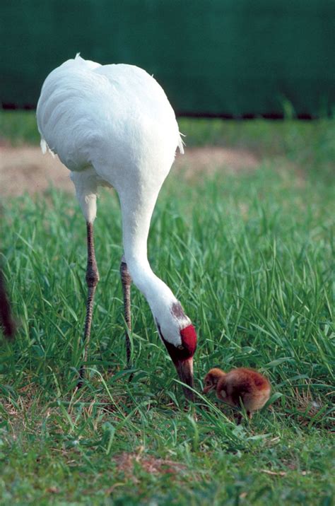 Whooping crane | Endangered species, migratory bird, North America | Britannica