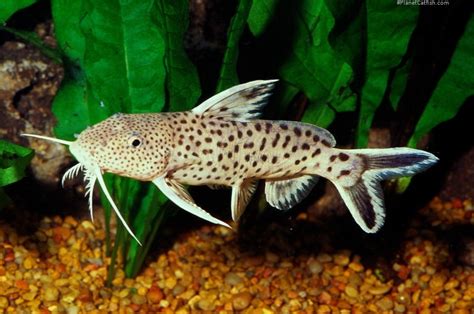 Synodontis Petricola