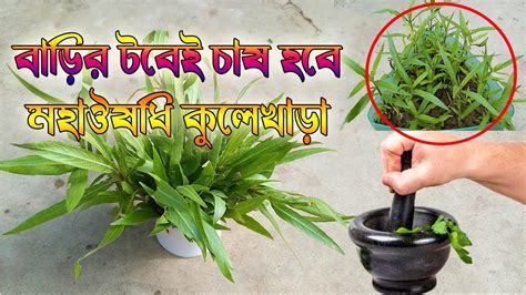 মহাঔষধি কুলেখাড়ার চাষ করুন বাড়ির টবে How To Grow Kulekhara Plant