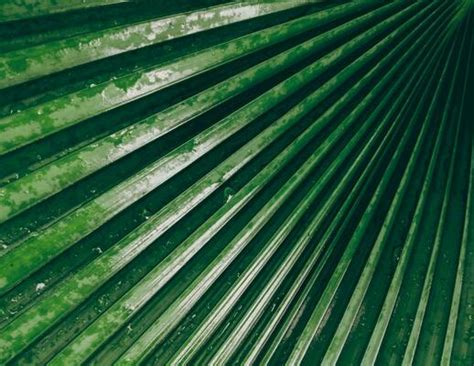 Palm Leaf Pattern Stock Photos, Images and Backgrounds for Free Download