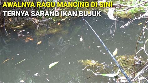 AWALNYA RAGU MANCING DI KANAL INI TERYATA SARANG IKAN BUJUK KIHUNG