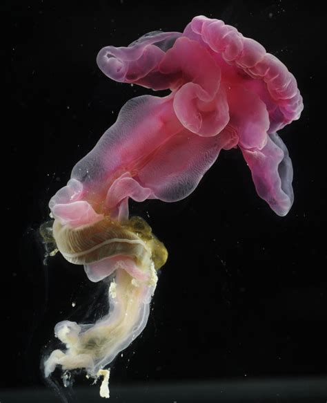 Rose Lips Deep Sea Creatures Newly Discovered