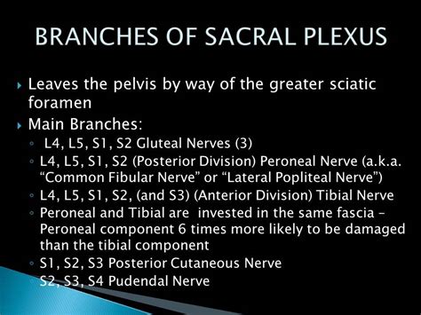 Lumbar And Sacral Plexuses Ezqmeceu Qme Continuing Education