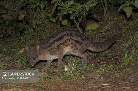 Fanaloka Or Malagasy Striped Civet Fossa Fossana Ranomafana National