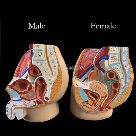 Anatomie Des Weiblichen Beckens