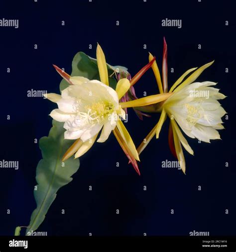 Leaf Cactus Epiphyllum Hybrid Stock Photo Alamy