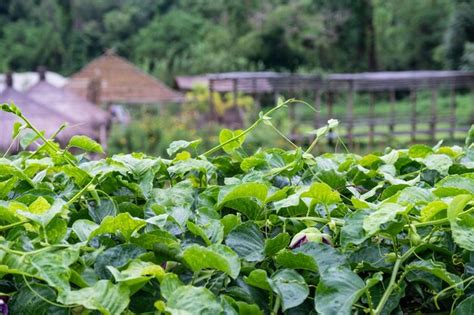 Premium Photo Green Vegetable Roof In Garden