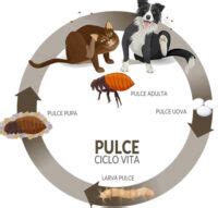 Punture Pulci Come Riconoscerle E Identificarle Puntureinsetti It