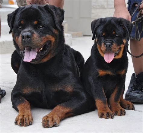 Giant Rottweiler Puppies For Sale In Texas