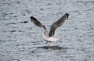 Herts Bird Club Caspian Gull