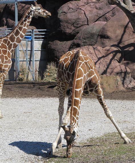 Giraffes Free Stock Photo Public Domain Pictures