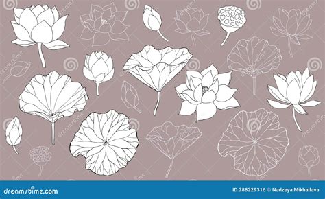 Set Of Vector Hand Drawn Lotus Leaves Flowers Ans Buds Black Line Art Illustration Outline