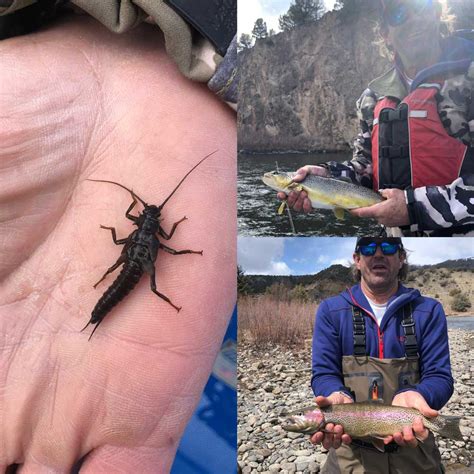 Colorado River Guided Fly Fishing Fish On Colorado