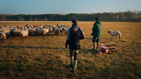 Im Land der Wölfe Film Kritik Trailer Filmdienst