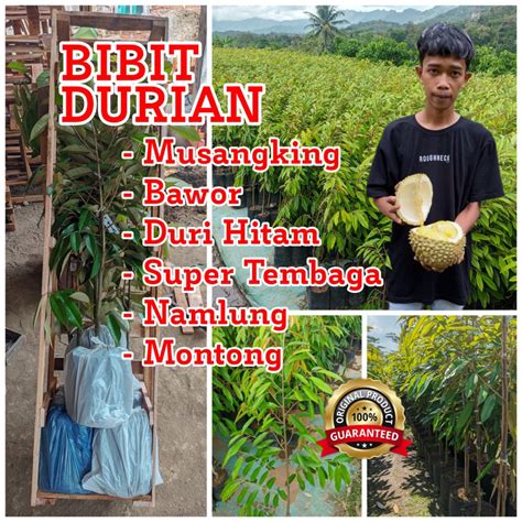 Jual Bibit Durian Musangking Bawor Duri Hitam Super Tembaga Montong