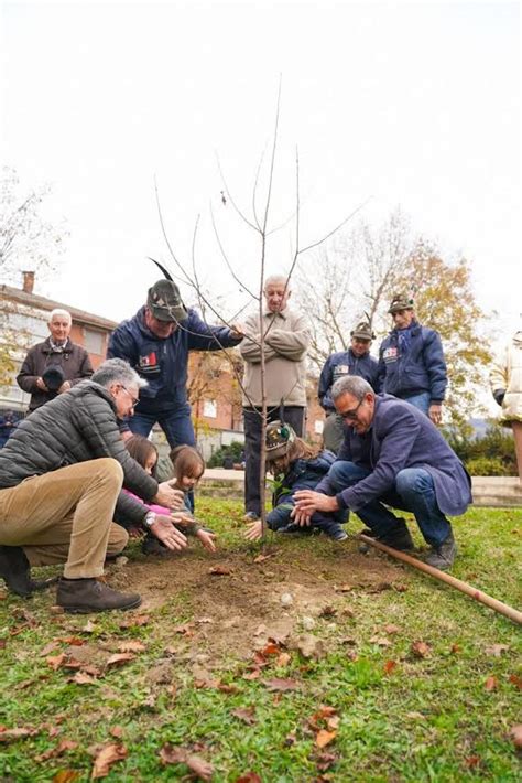 Alberi Per Il Futuro Il Movimento Stelle Pianta Alberi In