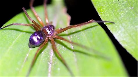 Metallic Purple Crab Spider Short Youtube