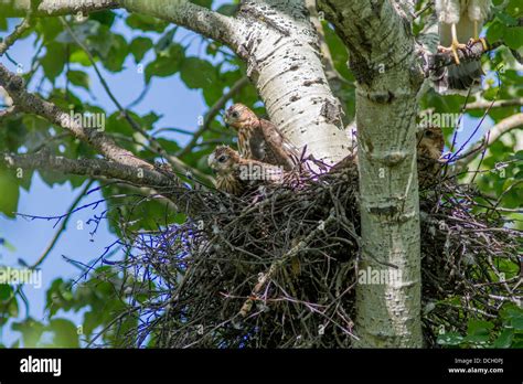 Sharp Shinned Hawk Perched Hi Res Stock Photography And Images Alamy