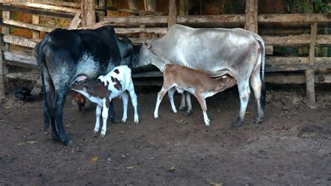 Ordenhando As Vacas No Curral Manual Bezerros Aproveitam A Se O