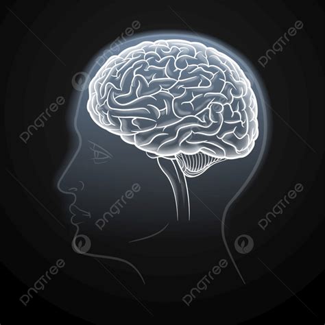 Brain Profile Vector Png Images Brain Black And White Line Drawing