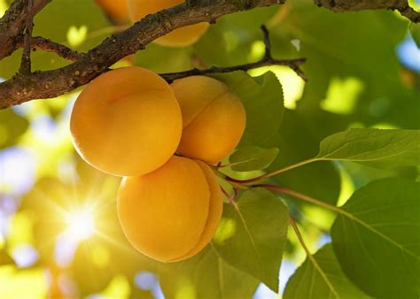 Apricot Tree Care How To Grow And Harvest Apricots