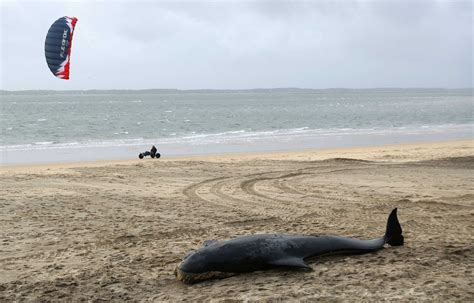 Nouvelle Zélande Des dauphins pilotes échoués sont morts