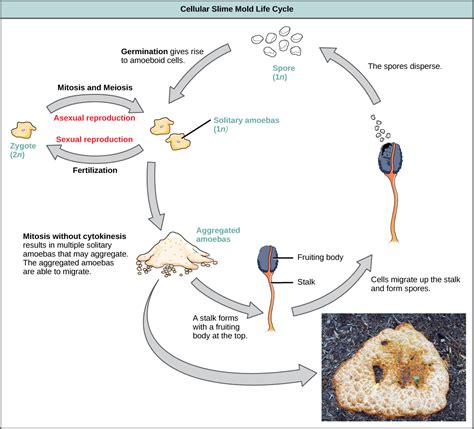 Classification Of Protists Biology II