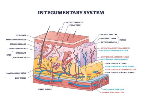 Integumentary System Diagram To Label