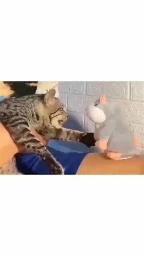 Hilarious Cat Playing with Stuffed Animal