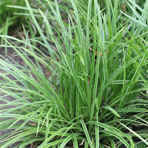 carex morrowii variegata boomkwekerij peers