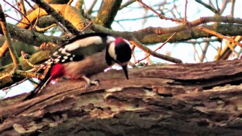 Vroege Vogels Foto Overig Grote Bonte Specht