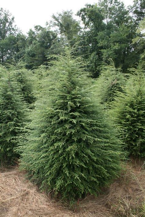 15 Evergreens For Shade Ideas Evergreens For Shade Privacy