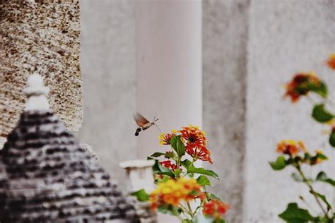 Alberobello, Puglia. | Giulia Ballestri | Flickr