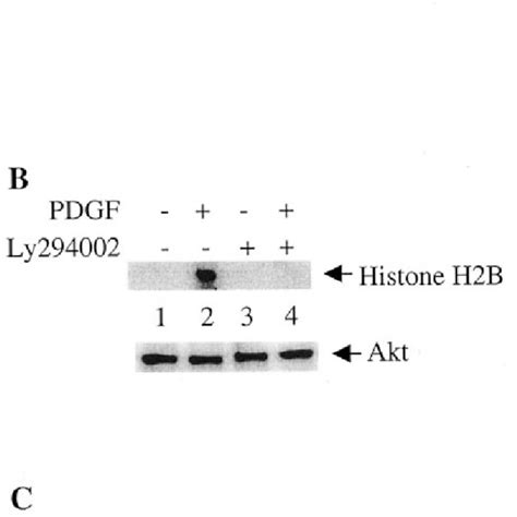 Effect Of Pi 3 Kinase Inhibitors On Pdgf Induced Akt Kinase Activity