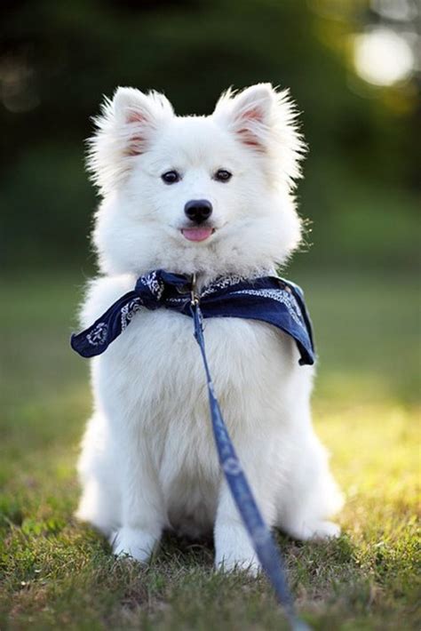 40 Best White Dog Names for a Cute Puppy (From Albus to Whitey ...