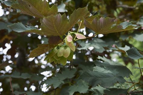 Leaves And Fruit Of Acer Pseudoplatanus Atropurpureum Tree Stock Photo