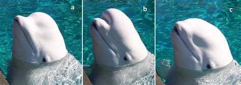 Researchers explore how beluga whale melon changes shape during social ...