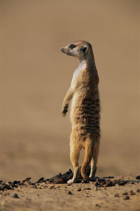 Meerkat Standing On Hind Legs Posters And Prints By Corbis