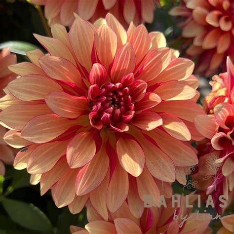 Dahlia Miss Brandy Dahlias By Linn