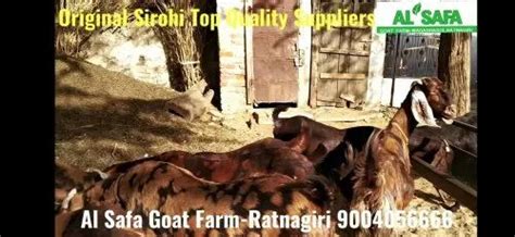 7 Month To 24 Month Brown Sirohi Female Goat With Transport Weight 25