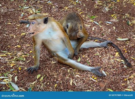 Macaque Monkey Foreplay Stock Image Image Of Funny Monkeys 50797889