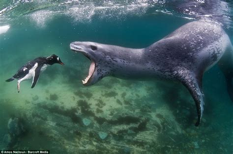 Leopard Seal Attacks Shark