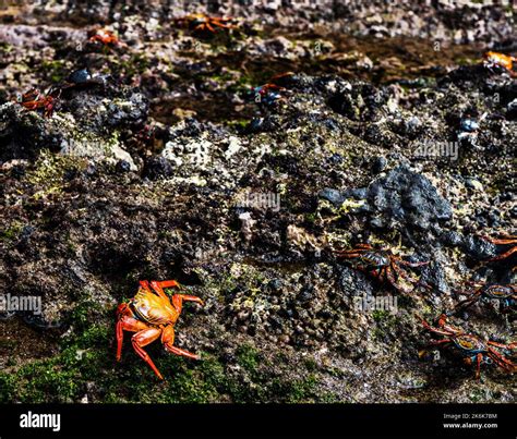 Animal Wildlife Galapagos Islands Hi Res Stock Photography And Images