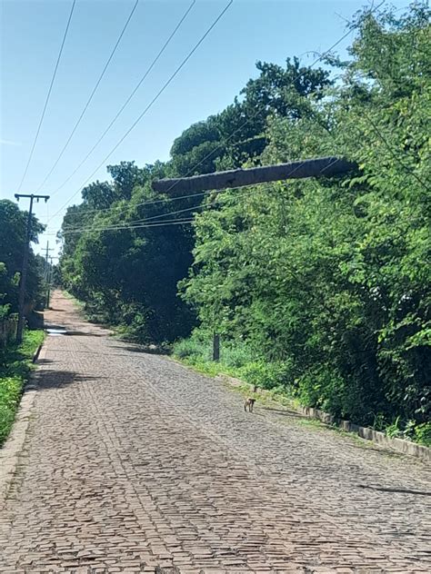 Moradores aguardam há 5 dias ação da Equatorial para remover árvore